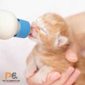 Kitten Milk Replacer